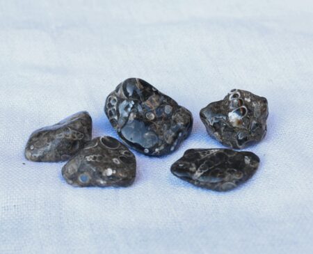 Turitella Agate Fossilized Snails Gemstone